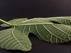 Fig leaf